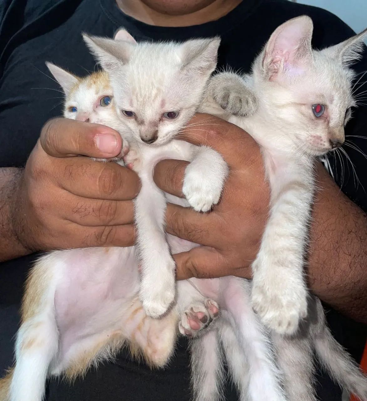 Gatos doações  - Foto 2