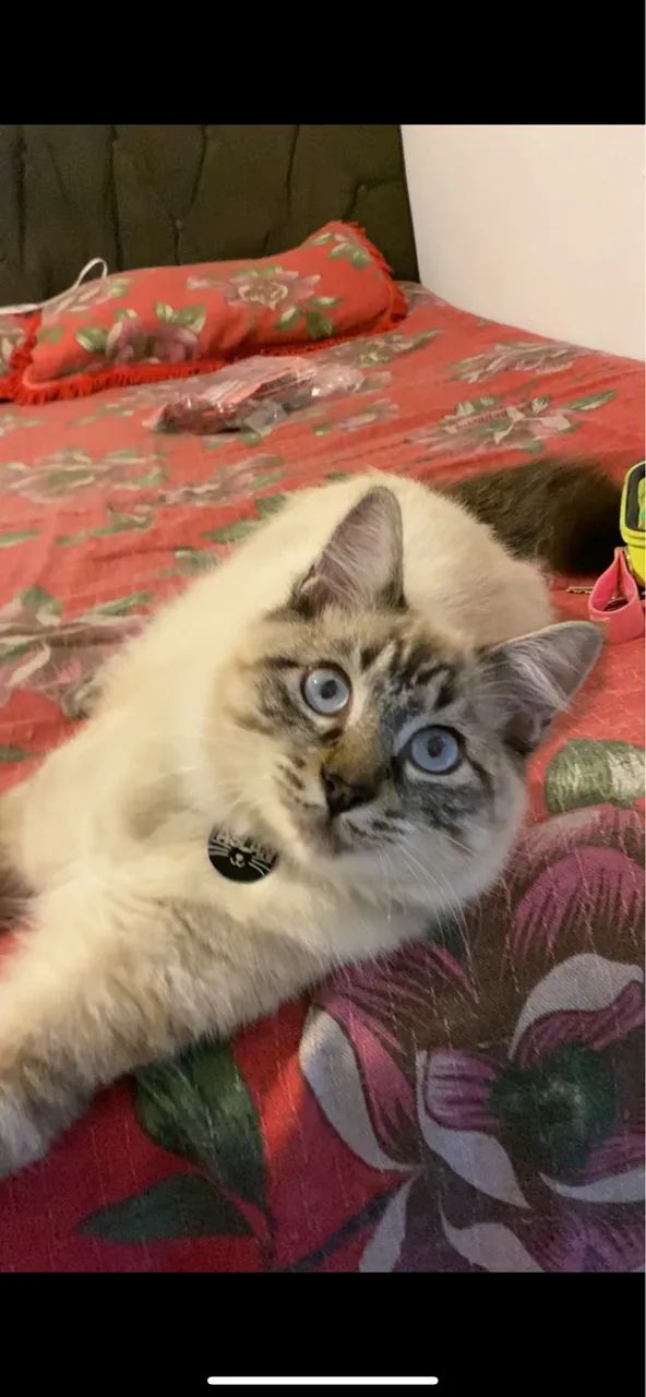 Ragdoll macho 9 meses  - Foto 3