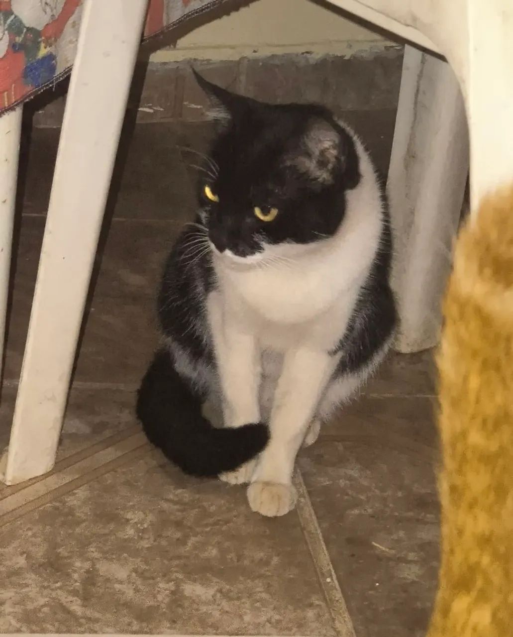 Doação de animais,gatos ,2 macho e 1 fêmea 