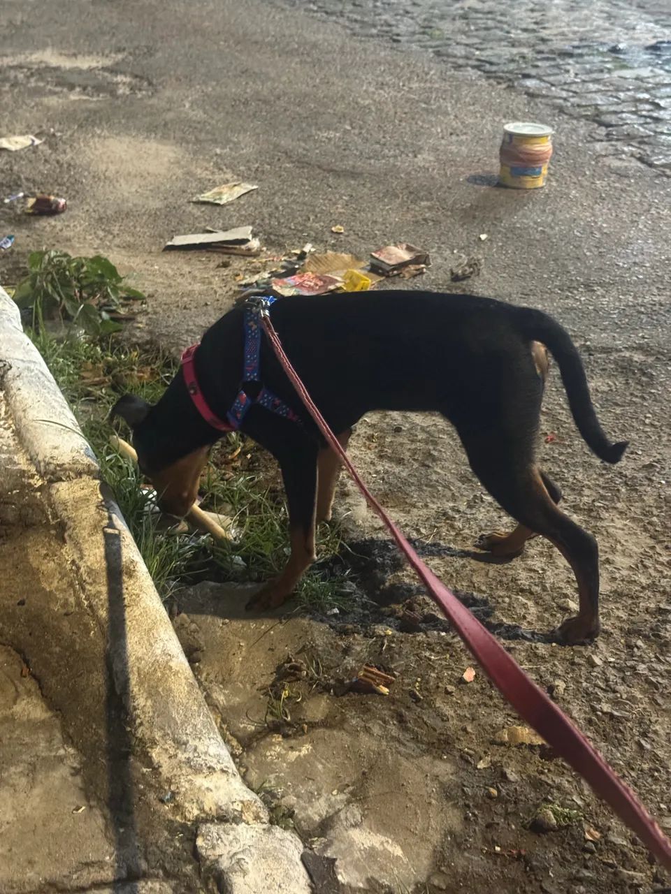 Pinscher 