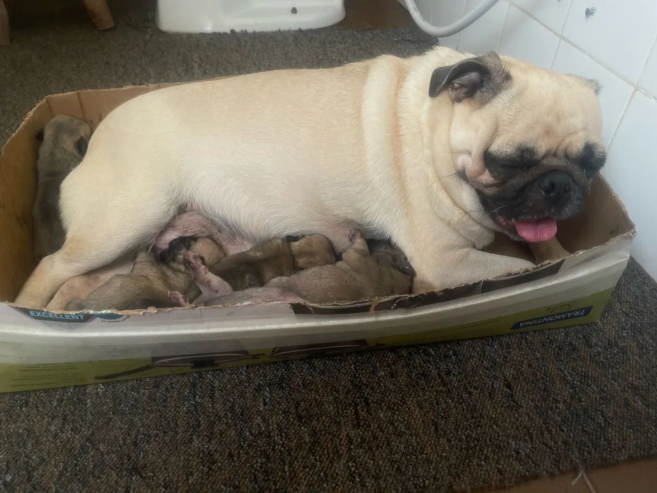 PUG Abricot filhotes - Foto 3