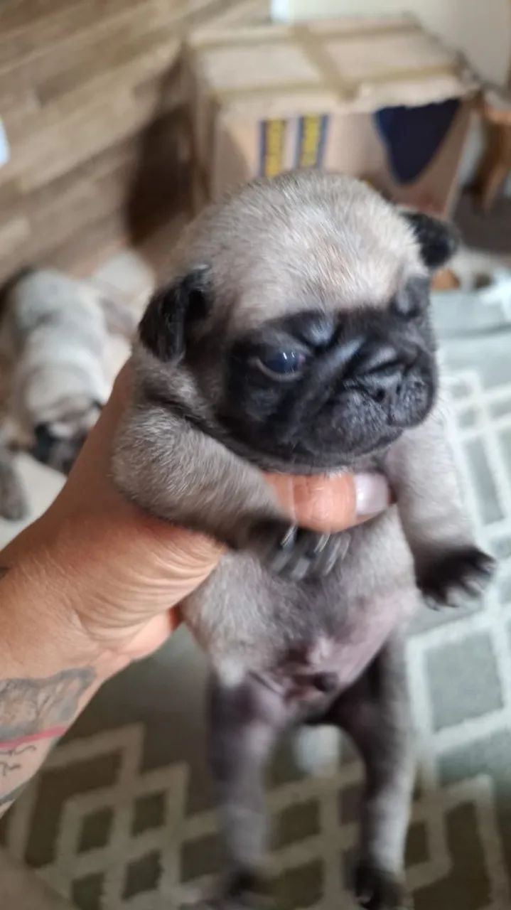 Pug macho - Foto 2