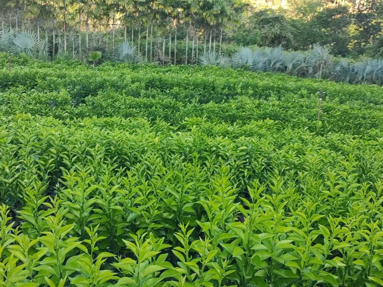 Mudas de Laranja de Alta Qualidade  - Foto 2