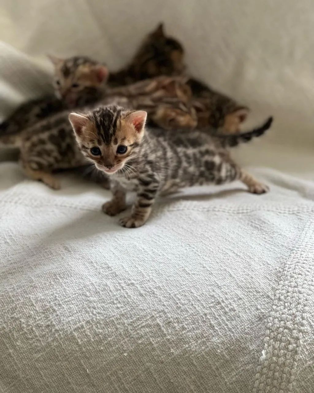 BENGAL CAT  - Foto 2