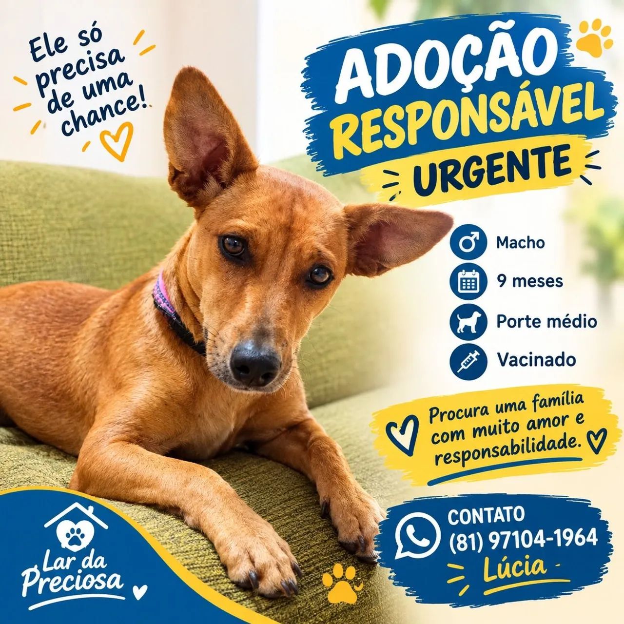 Cadela  - Foto 3