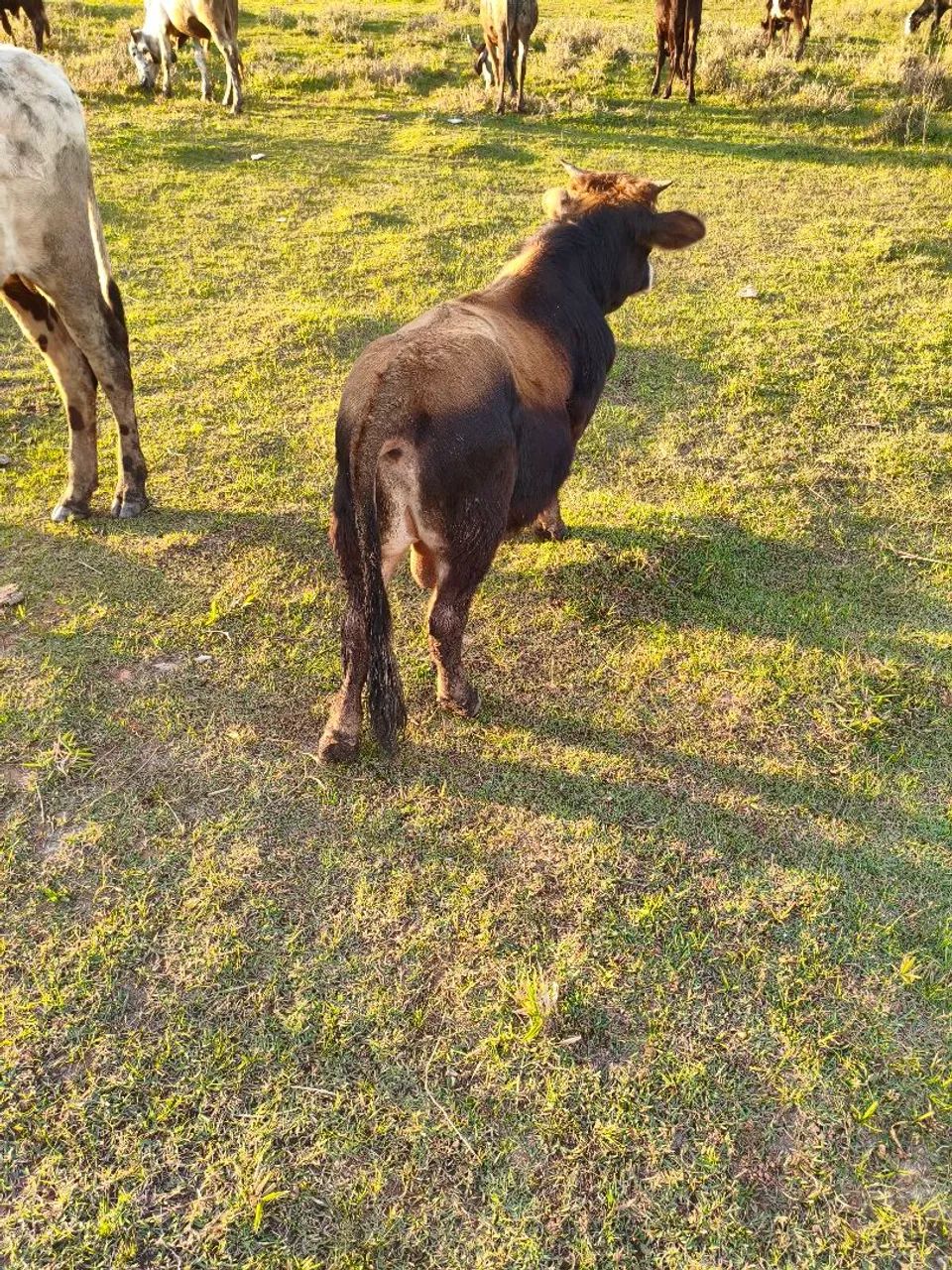 Mini boi bem pequeno  - Foto 3