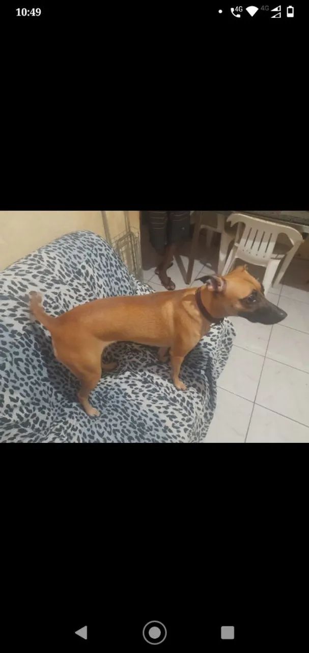 Cachorra pra doação 