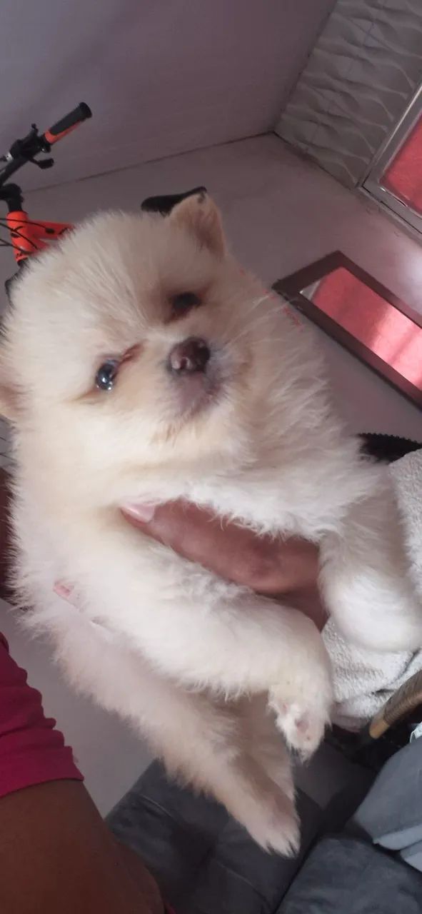 Spitz alemão - Foto 3