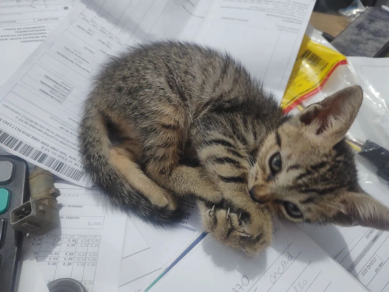 Gatos para adocao
