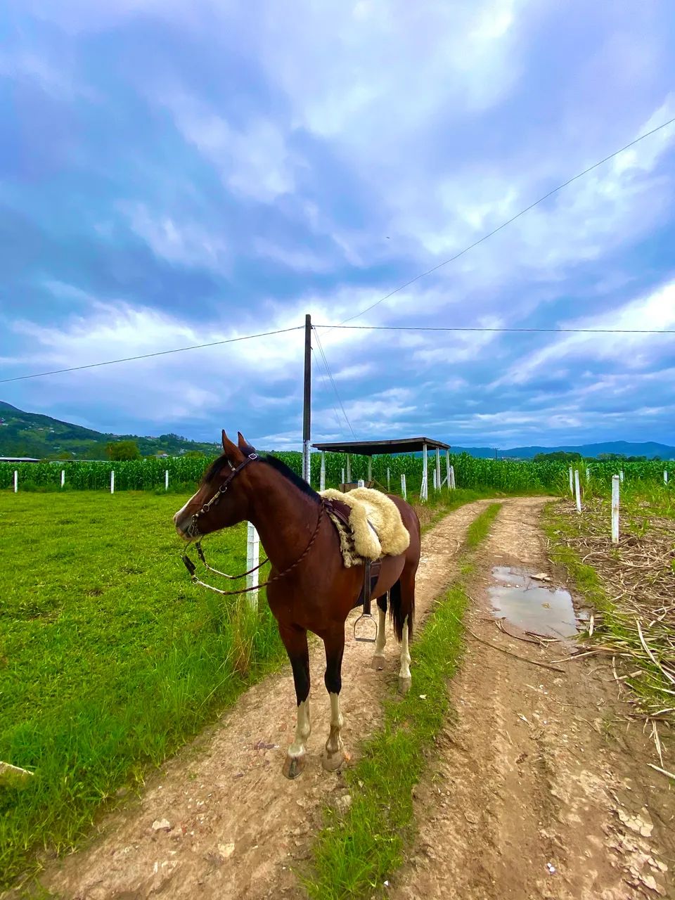 Vendo cavalo crioulo confirmado - Foto 4