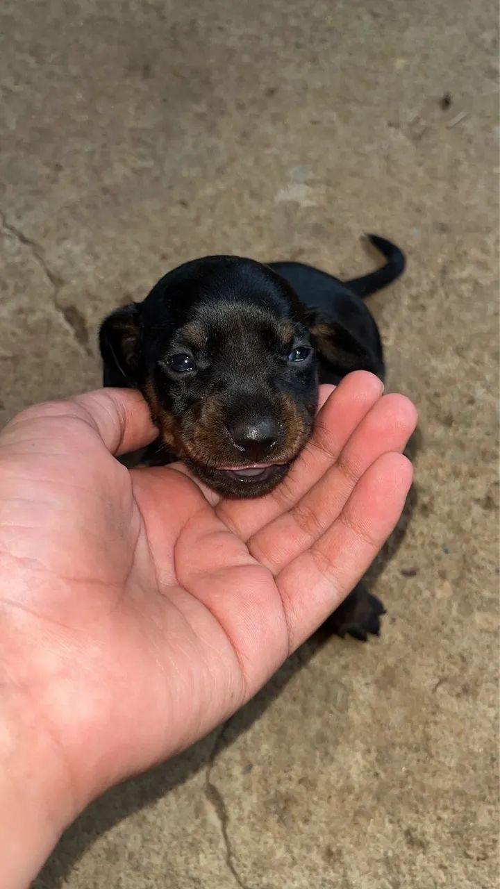 Cachorro - Foto 3