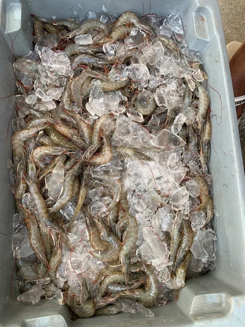 Vendo camarão fresco  - Foto 4