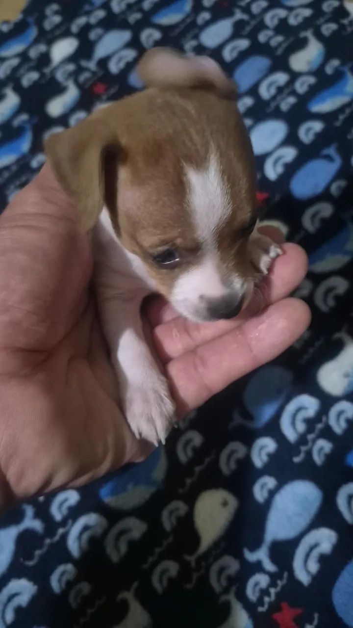 Vendesse cachorrinho - Foto 2