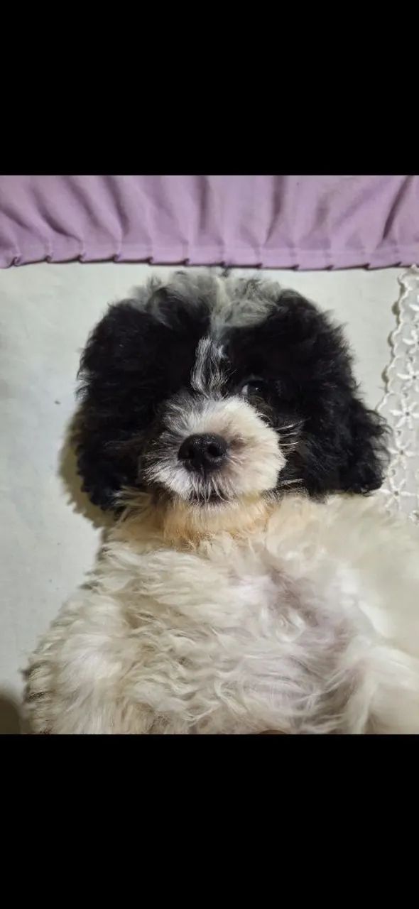 Procura-se cachorro perdido - Foto 4