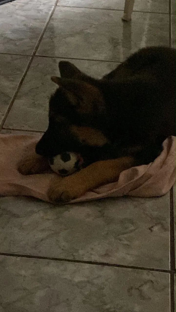 capa preta puro - Foto 2