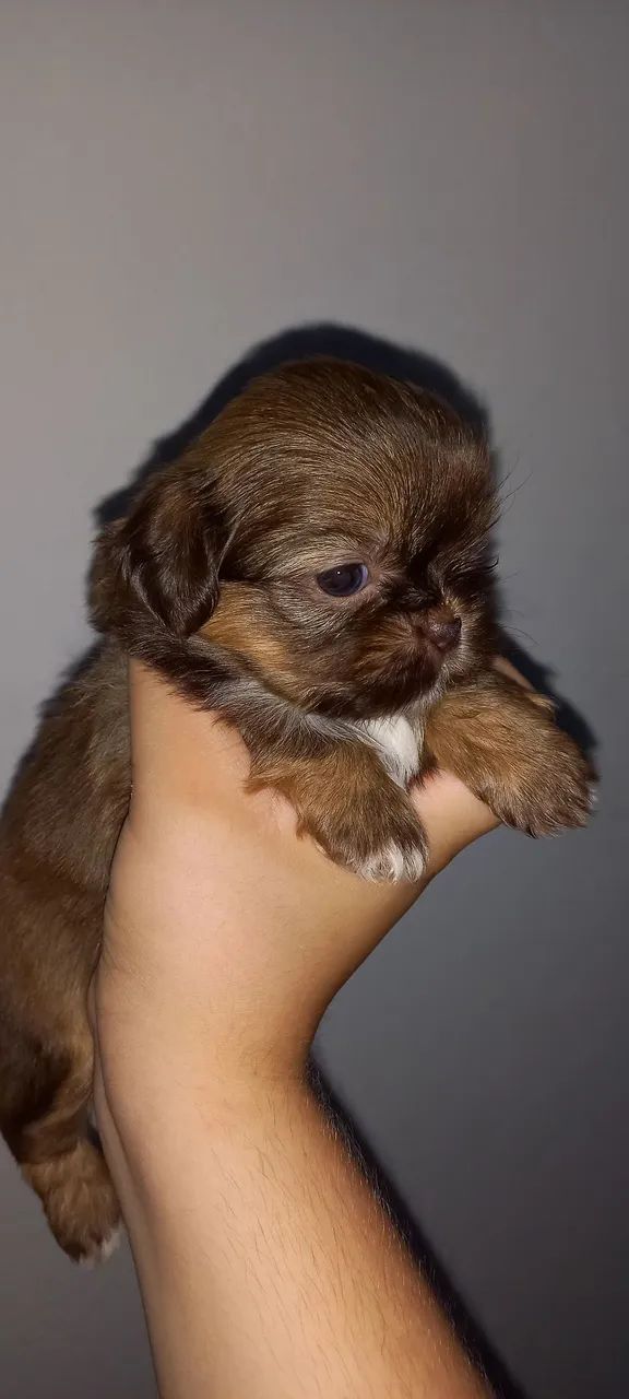 Filhotes de shih tzu - Foto 2