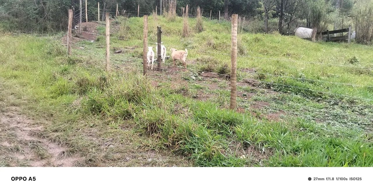 Cabrita - Foto 4