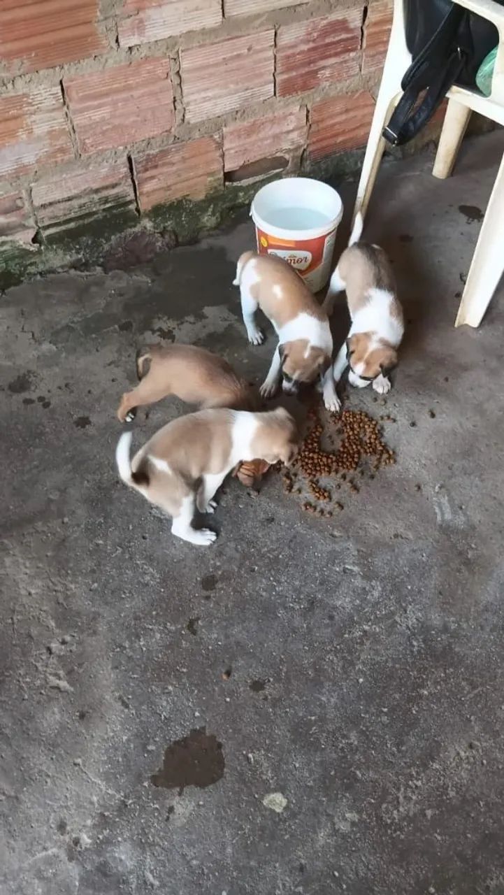 Doação de cachorros  - Foto 3