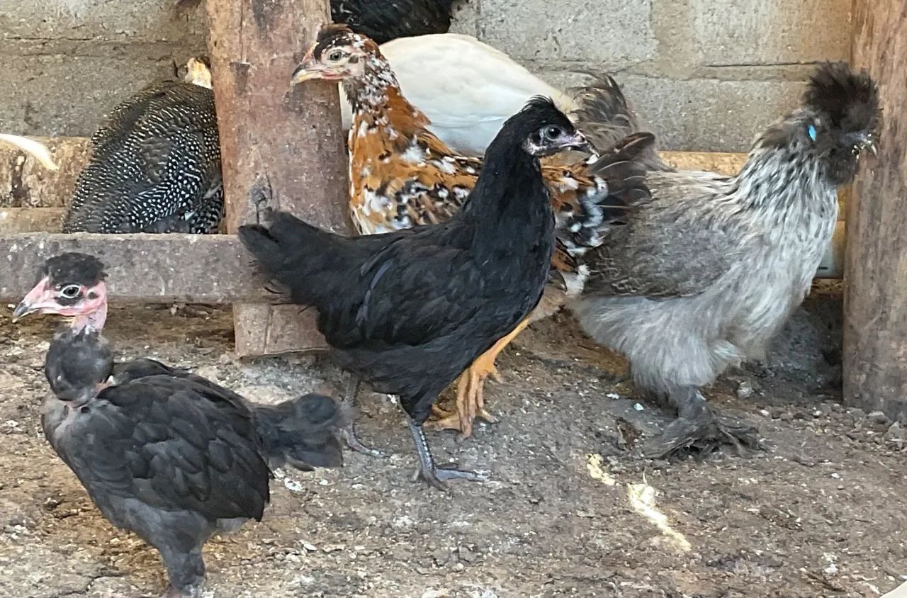 Frangas e frangos Brahma e GSB  - Foto 2