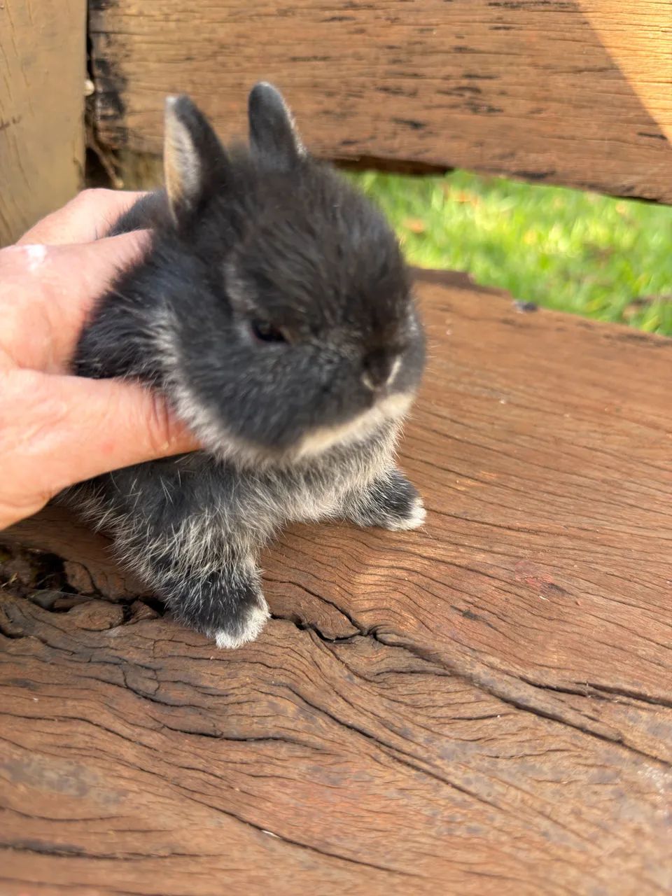 Animais - Foto 4