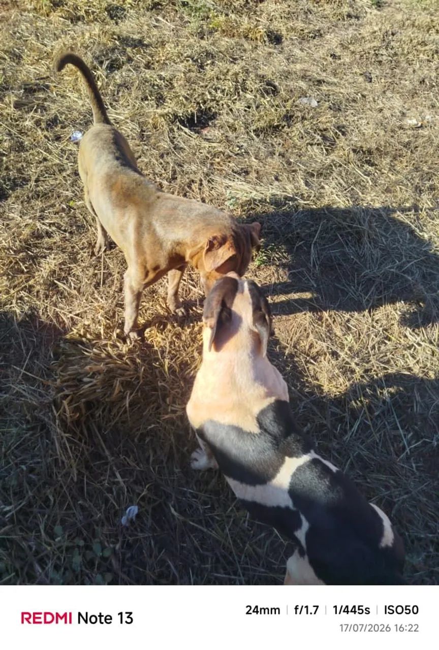 Cães ge guarda para adoção.  - Foto 5
