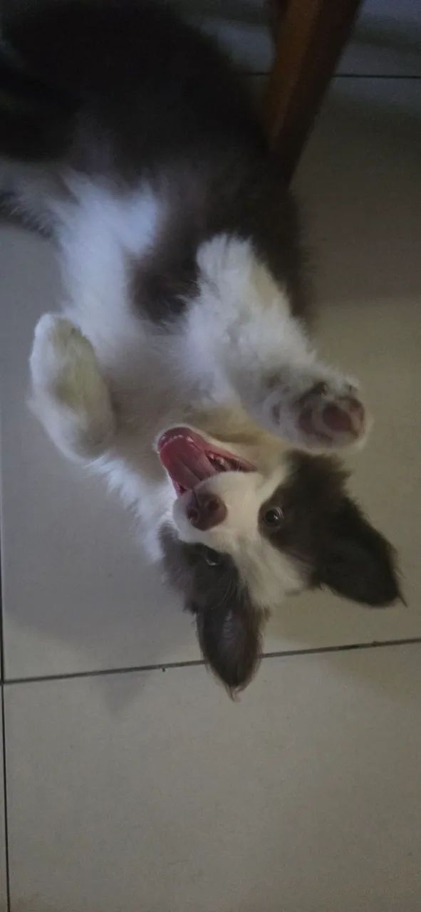 Border Collie  - Foto 4