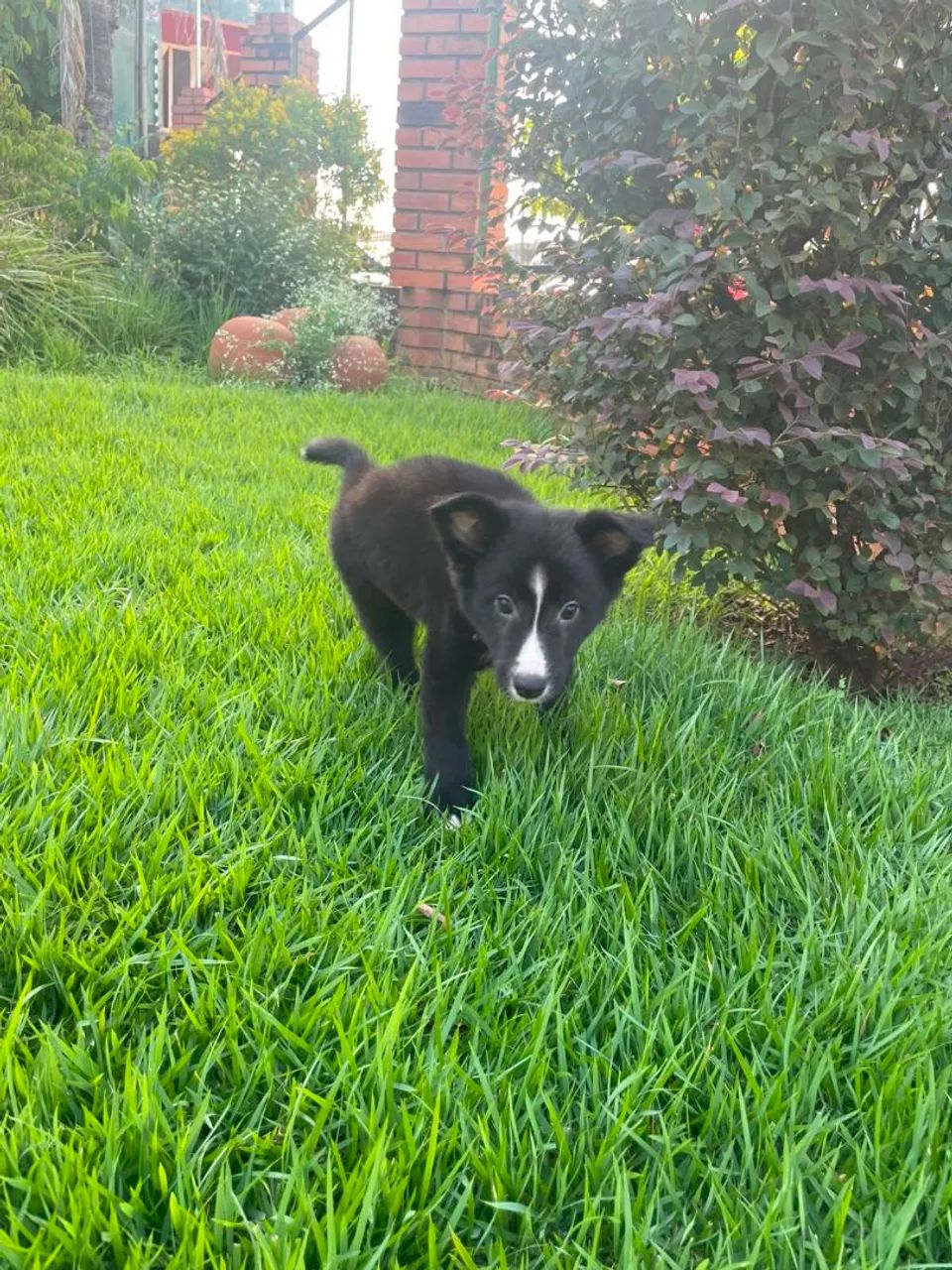 Border Collie 