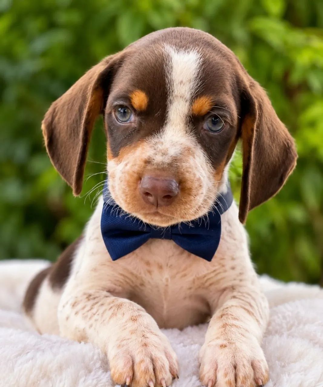 Dashcund Lindo machinho disponível!