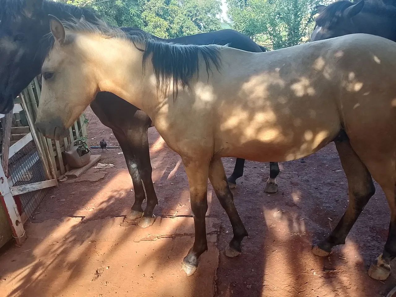 Vende -se cavalo Machador mangalarga, vai fazer 2 anos em outubro 