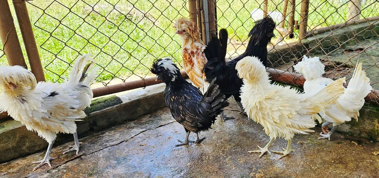 Franga e Frango Polonesa - Foto 3