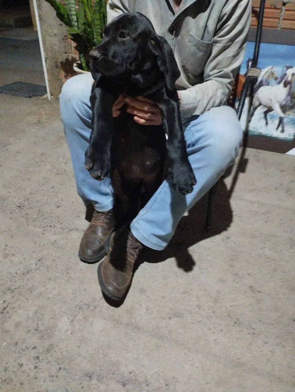 fila brasileiro puro