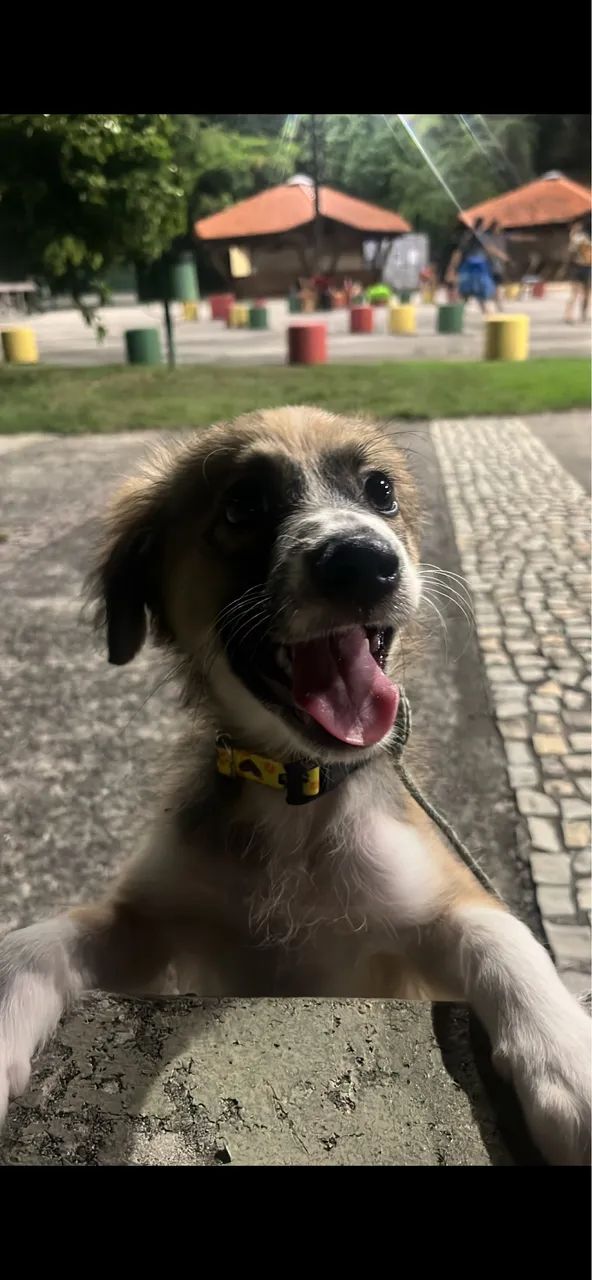 Doação de Pet - Foto 4