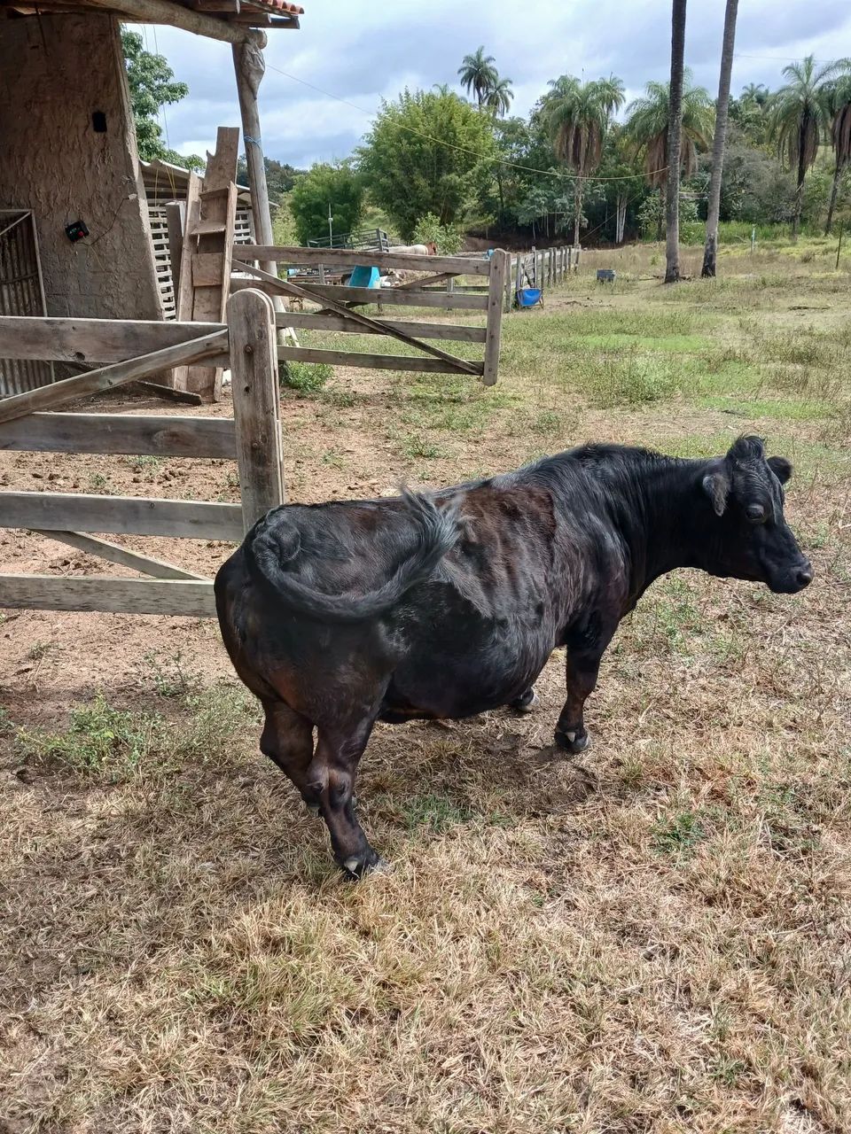 Mini vaca e mini boi - Foto 4