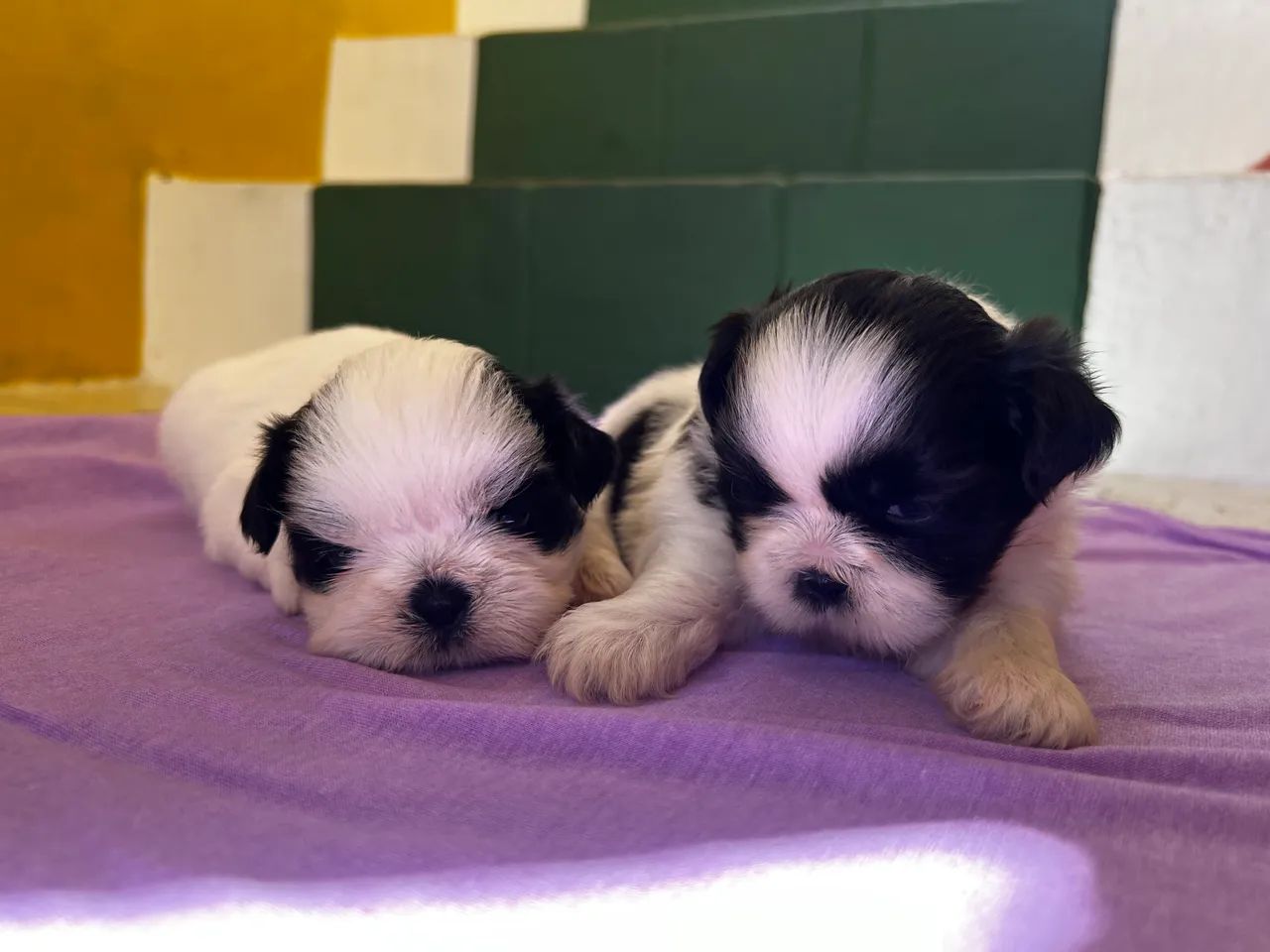 Filhotes de Shihtzu - Foto 2