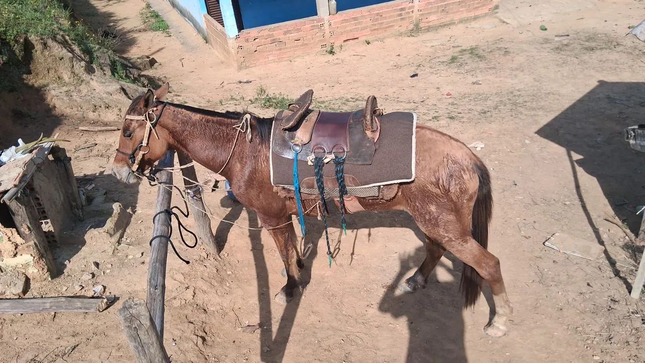 Vendo égua  - Foto 4