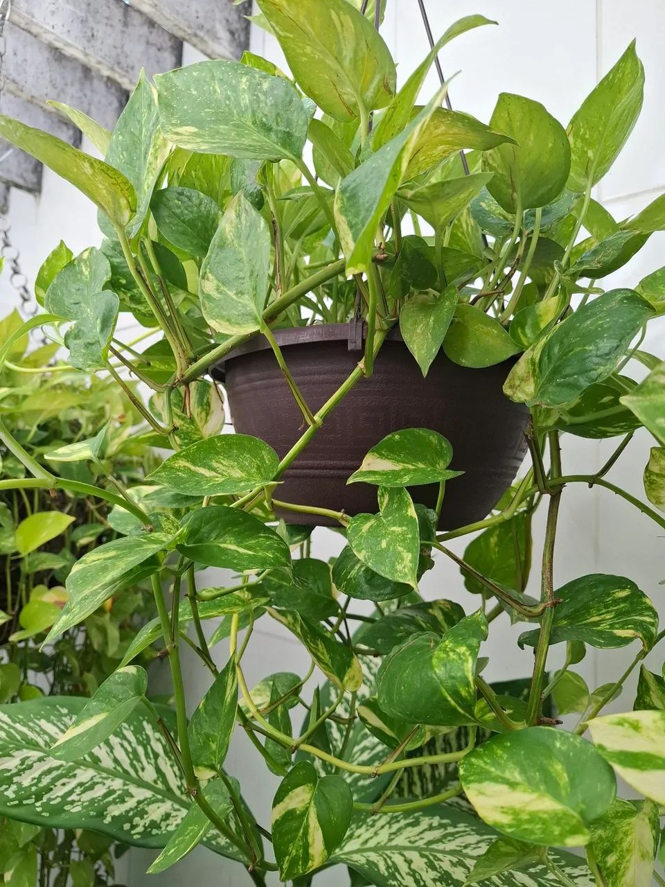 Planta giboa - Foto 2