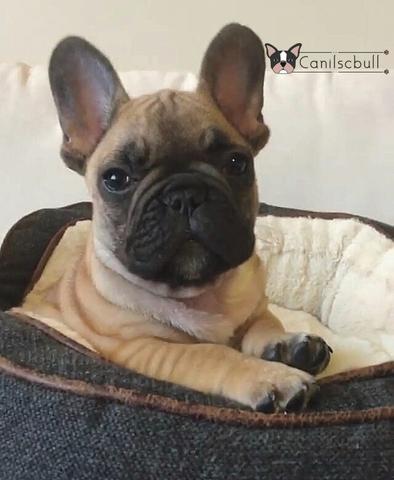 Lindos Bulldogs Francês