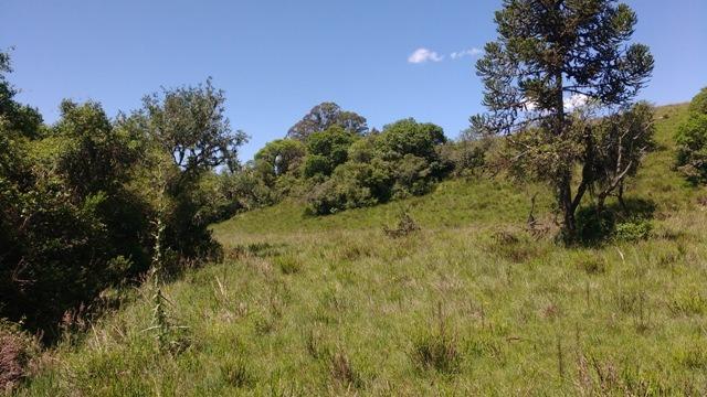 Chácara 3,0 Ha Apanhador - Foto 3