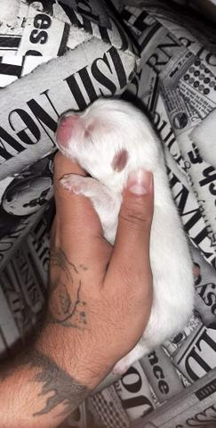 Spitz alemão (Lulu da pomerania )