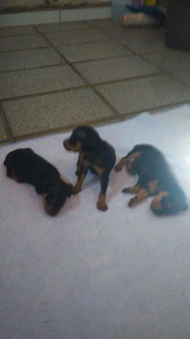 Filhote pinscher
