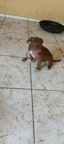 Filhotes de Pitbull machos e fêmeas - Foto 4