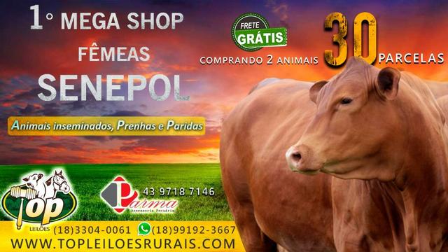 ''97828''' Shop Online Reprodutores Senepol PO /\/\ Em 30 parcelas - - Foto 2