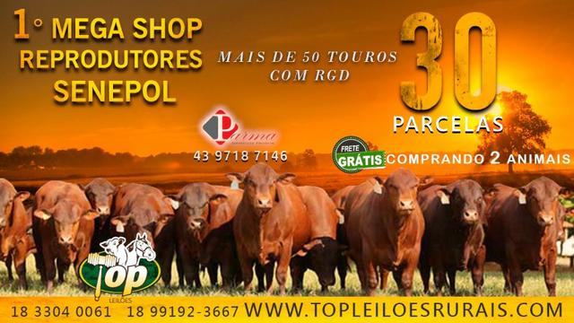 ''97828''' Shop Online Reprodutores Senepol PO /\/\ Em 30 parcelas -