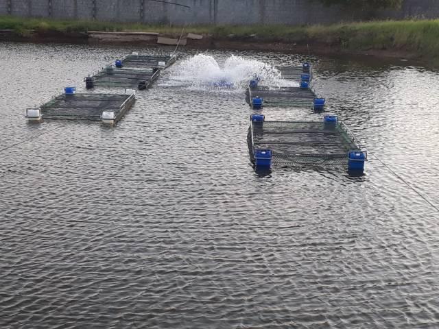 Gaiolas para tilapia e aerador trifase