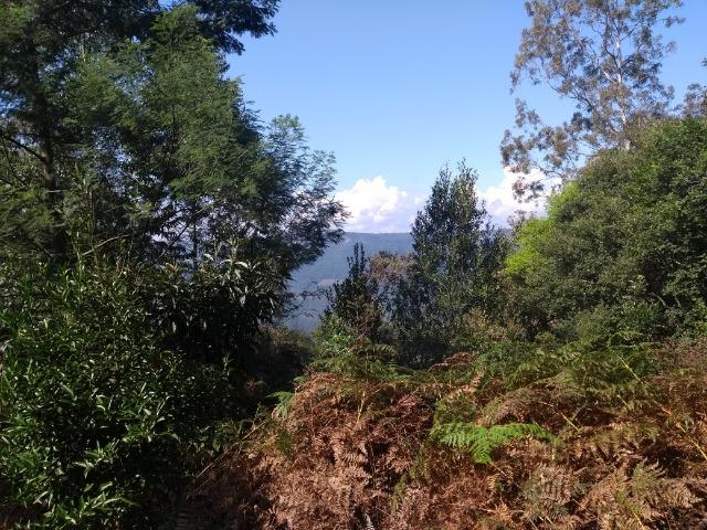 Chácara 3,0 Ha Terceira Légua - Foto 6