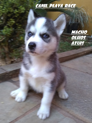 Canil De Husky Siberiano Em Ribeirao Preto Husky Siberiano Femeas E Machos Olhos Azuis Precos Especiais Cachorros E Acessorios Centro Ribeirao Preto 799595364 Olx