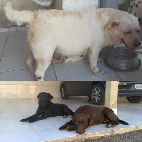 Filhotes de labrador - Foto 2