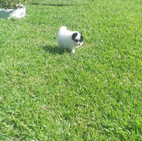 Spitz alemao / lulu da pomerania - Foto 4