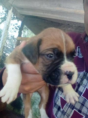 Lindos Filhotes Boxer - Foto 5