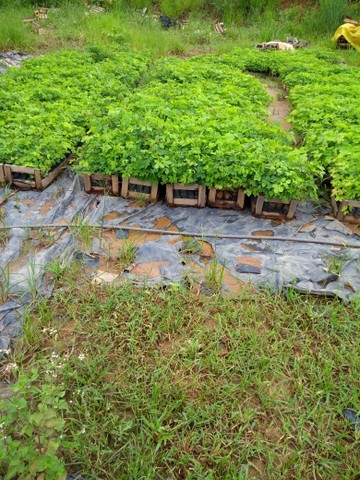 Mudas de Sansão do campo em Dona Euzébia  - Foto 5